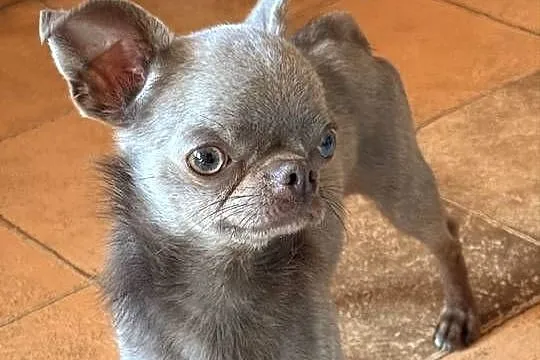 Chihuahua samiec, Śląskie, Olsztyn