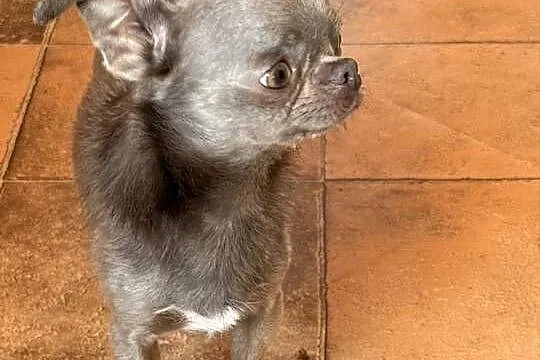 Chihuahua samiec, Śląskie, Olsztyn