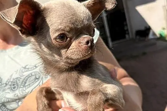 Chihuahua samiec, Śląskie, Olsztyn