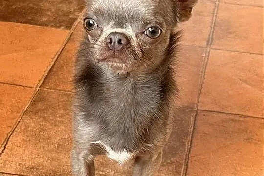 Chihuahua samiec, Śląskie, Olsztyn