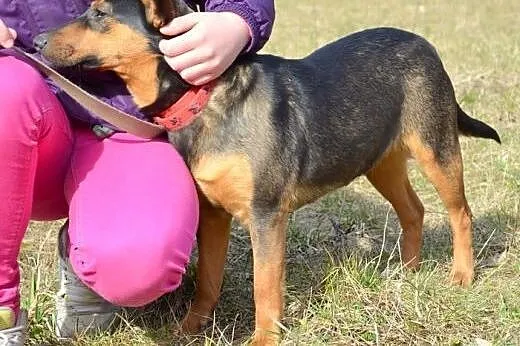 Nati o prześlicznym charakterku :),  warmińsko-maz
