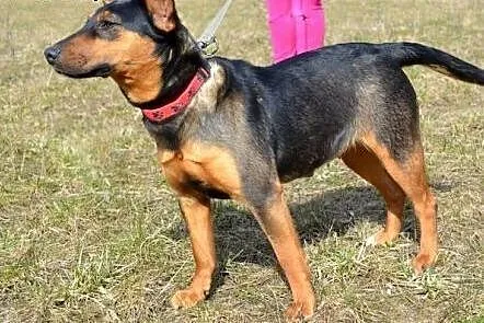 Nati o prześlicznym charakterku :),  warmińsko-maz