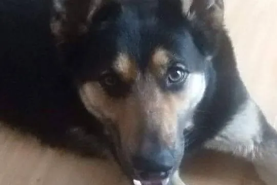 Sali - młoda ONkowata sunia do adopcji