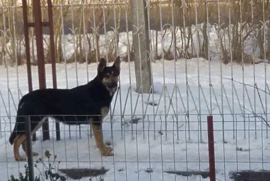 Sali - młoda ONkowata sunia do adopcji