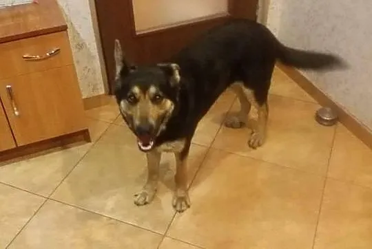 Sali - młoda ONkowata sunia do adopcji