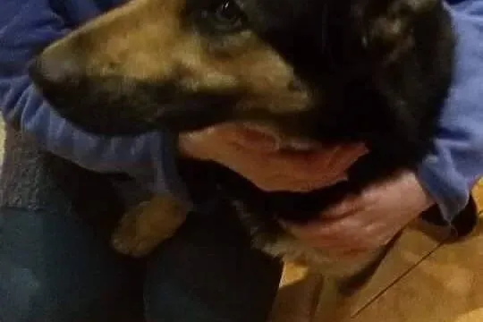 Sali - młoda ONkowata sunia do adopcji