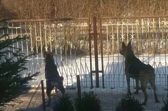 Sali - młoda ONkowata sunia do adopcji