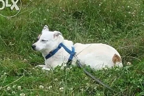 TOLA starsza sunia po przejściach szuka pilnie kochającego i odpowiedzialnego domku,  Kundelki cała Polska, 