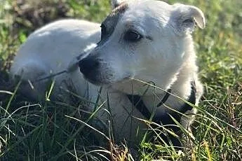 TOLA starsza sunia po przejściach szuka pilnie kochającego i odpowiedzialnego domku,  Kundelki cała Polska, 