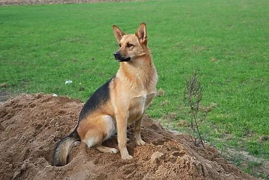 Delikatna, opanowana suczka w typie OWCZAREK NIEMIECKI adopcja