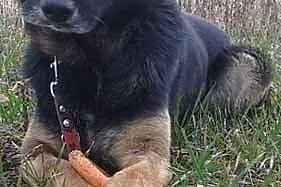 Pies Kodi marzy o własnym domu i kimś kto go pokoc