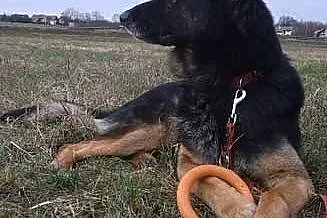 Pies Kodi marzy o własnym domu i kimś kto go pokoc