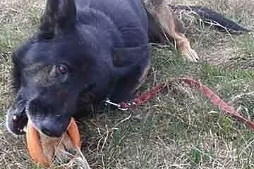 Pies Kodi marzy o własnym domu i kimś kto go pokoc