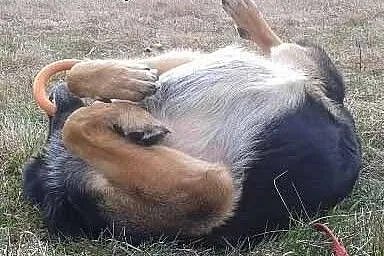 Pies Kodi marzy o własnym domu i kimś kto go pokoc