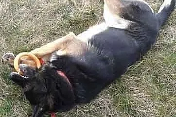 Pies Kodi marzy o własnym domu i kimś kto go pokoc