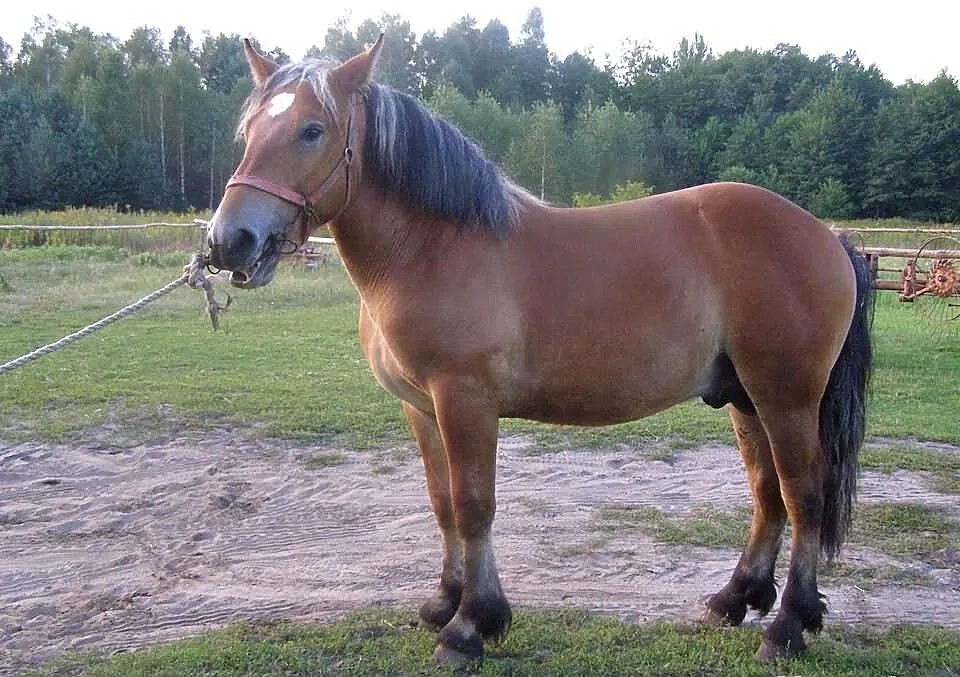 Sprzedam źrebaka