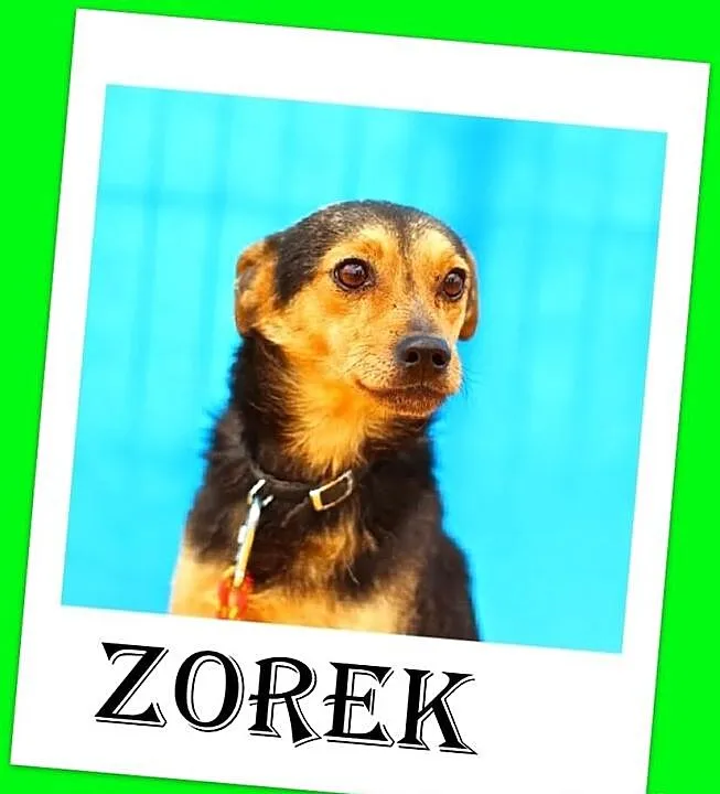 Pinczer mix,mały 6kg,przyjazny,grzeczny piesek.ADO