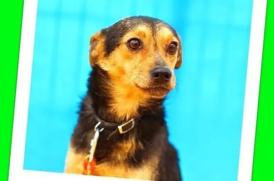 Pinczer mix,mały 6kg,przyjazny,grzeczny piesek.ADOPCJA