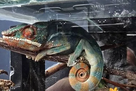 Kameleon lamparci z terrarium