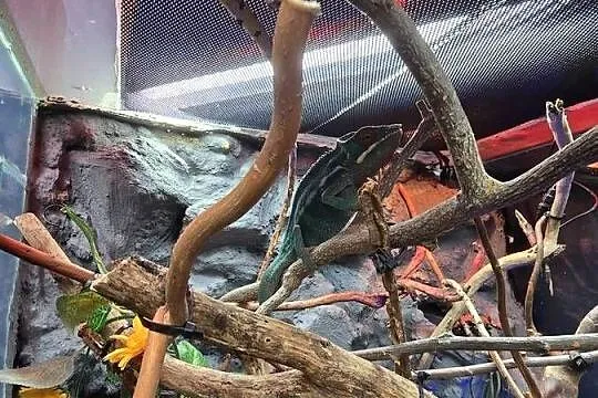 Kameleon lamparci z terrarium, Dolnośląskie, Kurowice