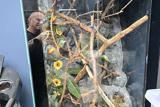 Kameleon lamparci z terrarium, Dolnośląskie, Kurowice