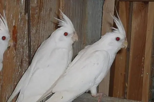 nimfę Albino samicę zamienię na samca