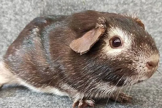 Świnka morska cavia self gładkowłosa US Teddy z hodowli, Śląskie, Dąbrowa Górnicza