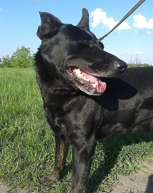 Adopcja dużego psa, świętokrzyskie Ostrowiec Świę