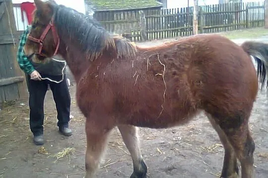 Sprzedam ogierka zimnokrwistego i klacz zimnokrwis