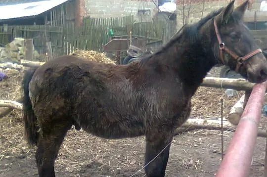 Sprzedam ogierka zimnokrwistego i klacz zimnokrwis
