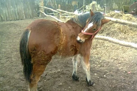 Sprzedam ogierka zimnokrwistego i klacz zimnokrwis
