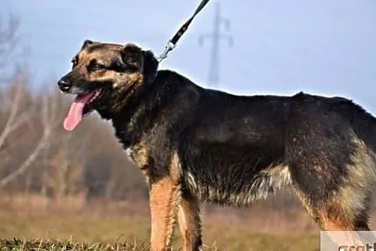 Buba wrażliwa delikatna sunia potrzebuje kochającego domku, Mazowieckie, Warszawa