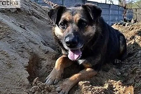 Buba wrażliwa delikatna sunia potrzebuje kochającego domku, Mazowieckie, Warszawa