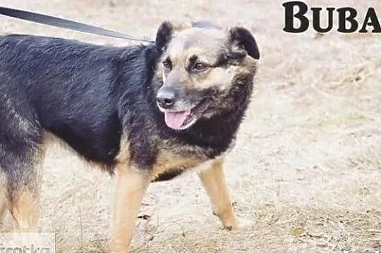 Buba wrażliwa delikatna sunia potrzebuje kochającego domku, Mazowieckie, Warszawa
