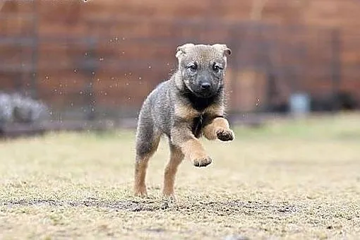 KOMU?! KOMU?! 3 msc BEARKA CHCE DO DOMU!!!,  mazow