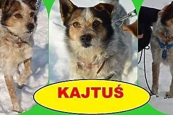Kajtuś - do kochania i przytulania ,  małopolskie Kraków