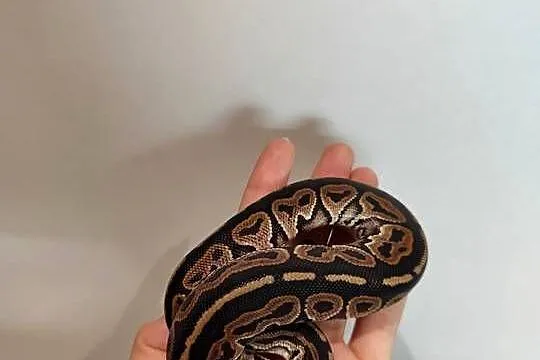Pytony Królewskie mlode, Mazowieckie, Pruszków