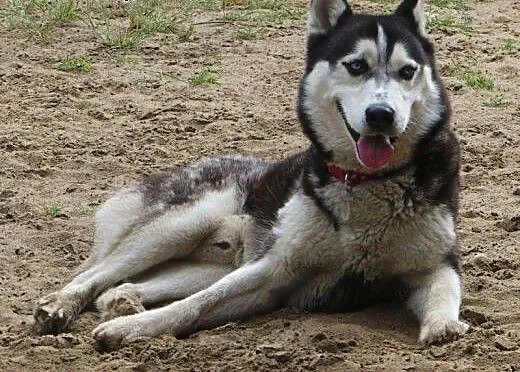 Sepi, młody, energiczny, łagodny siberian husky sz