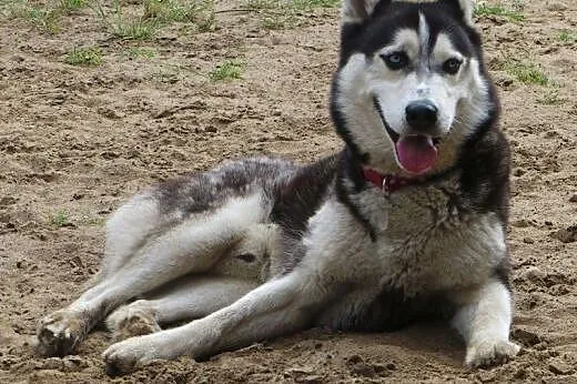 Sepi, młody, energiczny, łagodny siberian husky sz