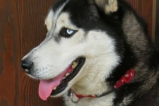 Sepi, młody, energiczny, łagodny siberian husky sz
