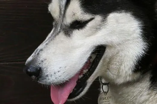 Sepi, młody, energiczny, łagodny siberian husky sz