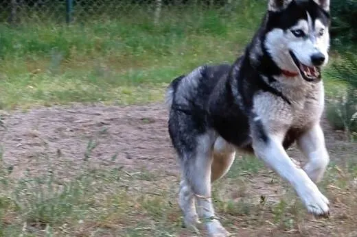 Sepi, młody, energiczny, łagodny siberian husky sz