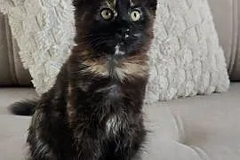 Koteczka Maine coon