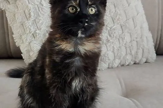 Koteczka Maine coon, Lubelskie, Zamość