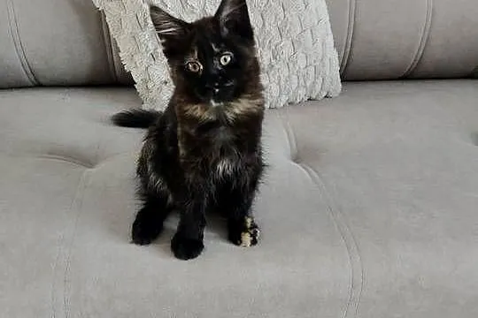 Koteczka Maine coon, Lubelskie, Zamość