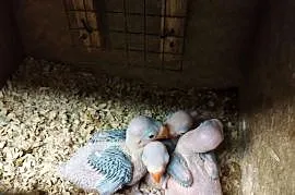 Do dalszego wykarmienia ręcznego