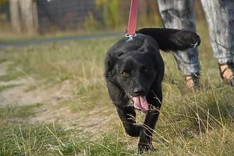 Kora, mieszkała przez kilka miesięcy w rowie. Jest