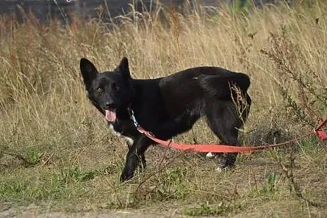 Kora, mieszkała przez kilka miesięcy w rowie. Jest
