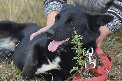 Kora, mieszkała przez kilka miesięcy w rowie. Jest