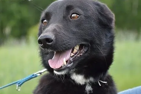 Kora, mieszkała przez kilka miesięcy w rowie. Jest